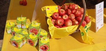 La Guida - Avviata la raccolta delle mele in Piemonte