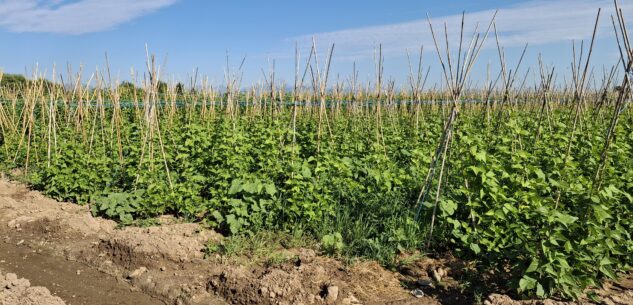 La Guida - L’Enel riduce l’acqua destinata all’irrigazione a Boves