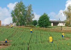 La Guida - I Minions invadono il campo di girasoli