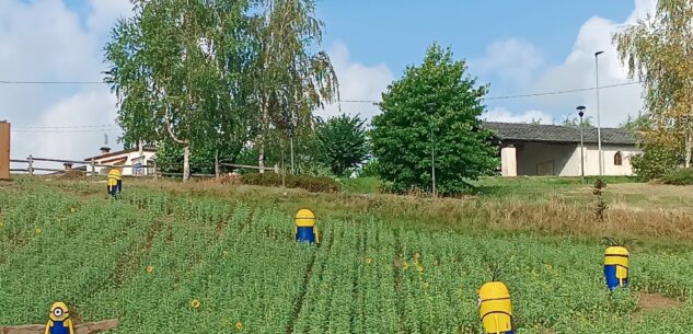 La Guida - I Minions invadono il campo di girasoli