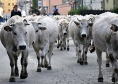 La Guida - Oncino, un regolamento per greggi e mandrie