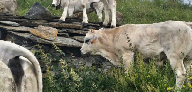 La Guida - Oncino, il sindaco ordina l’interramento di un bovino morto agli alpeggi