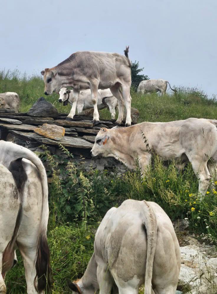 Oncino, il sindaco ordina l’interramento di un bovino morto agli alpeggi
