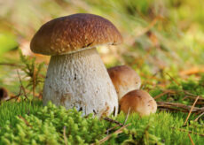 La Guida - Tempo di funghi, le indicazioni per la raccolta