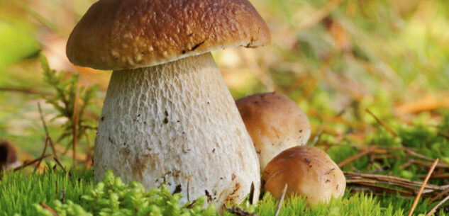 La Guida - Tempo di funghi, le indicazioni per la raccolta