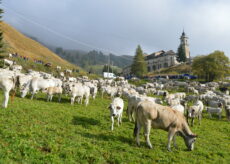 La Guida - Torna “Caluma el vache”, al centro l’agricoltura di montagna
