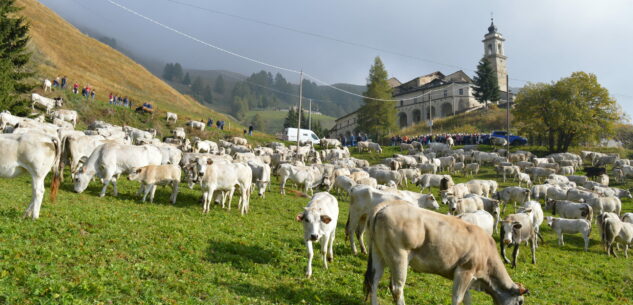 Torna “Caluma el vache”, al centro l’agricoltura di montagna La Guida - Torna “Caluma el vache”, al centro l’agricoltura di montagna