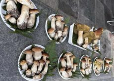 La Guida - La stagione dei funghi, con alcune regole da ricordare e rispettare