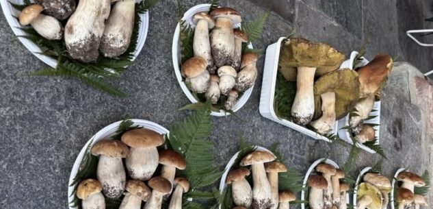 La Guida - È iniziato a Sanfront il quotidiano mercato dei funghi