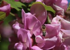 La Guida - Le api e la biodiversità, per il bene della natura e nostro