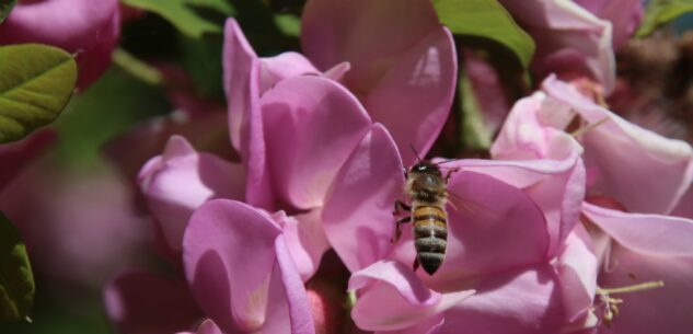 La Guida - Le api e la biodiversità, per il bene della natura e nostro