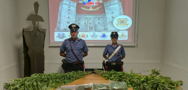 La Guida - Marijuana in casa e coltivazione di cannabis in una serra