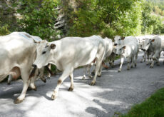 La Guida - Torna “Caluma el vache” a Limone Piemonte