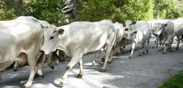 La Guida - Torna “Caluma el vache” a Limone Piemonte