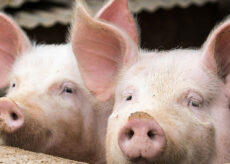 La Guida - Envie si ribella alla puzza che arriva da un allevamento di maiali