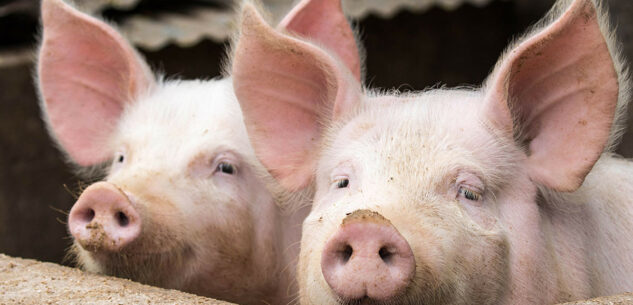 La Guida - Envie si ribella alla puzza che arriva da un allevamento di maiali