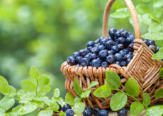 La Guida - Il comune di Revello attribuisce ai mirtilli della “Val Po” il marchio De.Co.