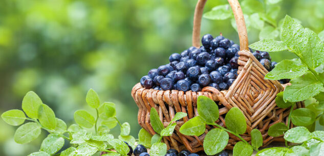 La Guida - Il comune di Revello attribuisce ai mirtilli della “Val Po” il marchio De.Co.