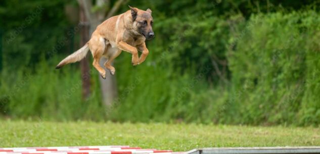 La Guida - A Borgo il Campionato del Mondo Fci di Mondioring