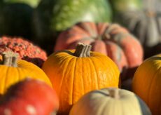 La Guida - Piozzo, oltre 60.000 visitatori alla Fiera della Zucca