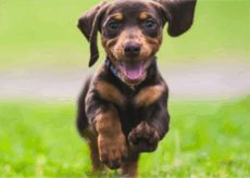 La Guida - Corso di formazione per proprietari di cani