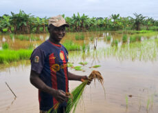La Guida - Guinea Bissau: la risicoltura di mangrovie