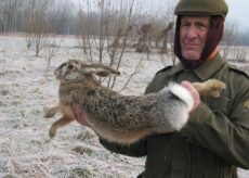 La Guida - Bracconiere scoperto di notte, multa da 4.000 euro