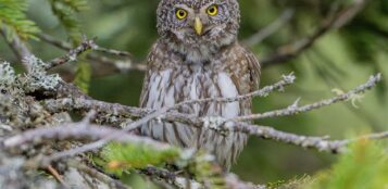 La Guida - Individuata nel Parco del Monviso la civetta nana, uno degli uccelli più tipici della foresta boreale