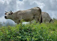 La Guida - Interramento di due bovini morti in località Alpe Pian del Re