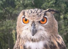 La Guida - Introduzione al birdwatching, un corso con la Lipu cuneese