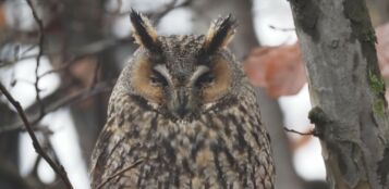 La Guida - Revello, “Le creature della notte” al Museo naturalistico del Po