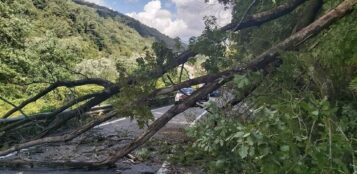 La Guida - Oncino, il Comune mette all’asta le piante non tagliate a bordo strada