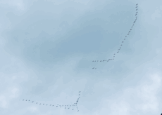 La Guida - Gru in volo sopra Cuneo