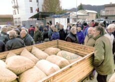 La Guida - Mercato delle castagne, a Borgo scambi in ripresa ma prezzi bassi