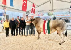 La Guida - Gintonic e Caverna sono i campioni della Piemontese a Fossano