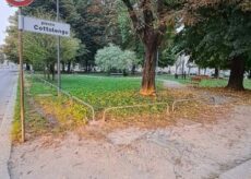 La Guida - Gli alberi tagliati in piazza del Cottolengo: “Perché sono stati abbattuti”?