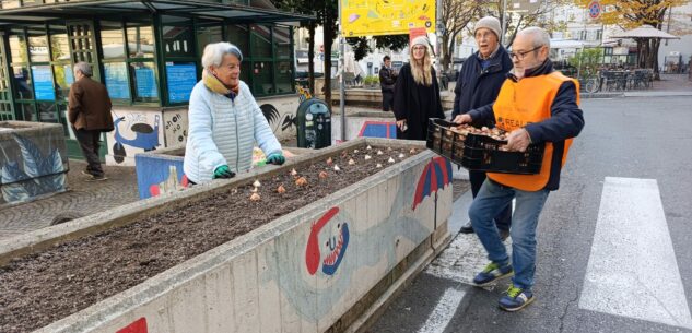 La Guida - Ad Alba, Cuneo, Chieri e Torino arriva Messer Tulipano (foto gallery)