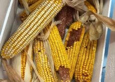 La Guida - Beinette, rinviata la sagra del mais per previsto maltempo