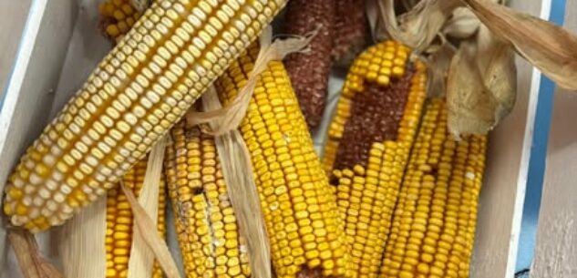 La Guida - Beinette, rinviata la sagra del mais per previsto maltempo