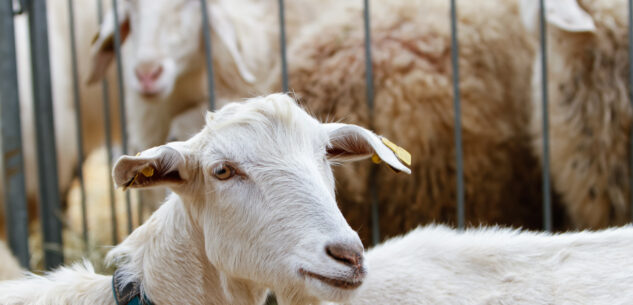 La Guida - Annullate le attività di Bee previste per domenica 16 novembre