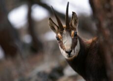 La Guida - Camoscio ucciso all’interno delle Aree Protette Alpi Marittime, cacciatore denunciato