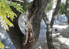 La Guida - Saranno abbattute, e sostituite, 15 piante malate in via Bersezio