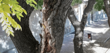 La Guida - Saranno abbattute, e sostituite, 15 piante malate in via Bersezio