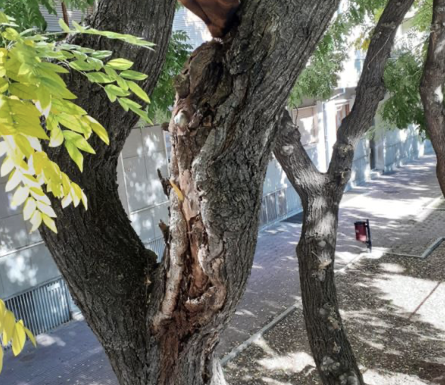 Saranno abbattute, e sostituite, 15 piante malate in via Bersezio