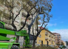 La Guida - Giù le quindici piante in via Bersezio