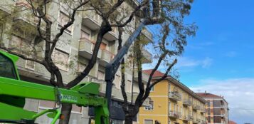 La Guida - Giù le quindici piante in via Bersezio