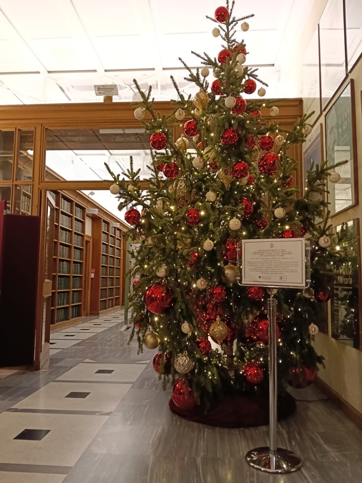 Acceso a Montecitorio l’Albero di Natale arrivato da Paesana