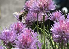 La Guida - Alla scoperta della forza e dell’equilibrio come doni della natura