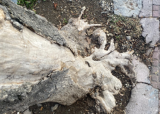 La Guida - Via Carlo Boggio: intervento d’urgenza su altre quattro piante compromesse