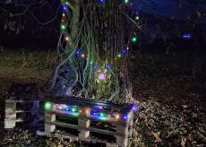 La Guida - Il glicine a forma di cuore si veste di luce